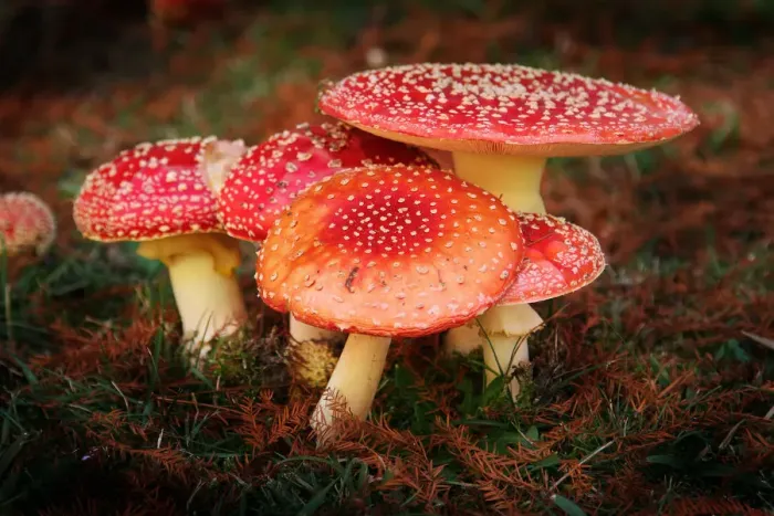 Framed Print : Fly Agaric Mushrooms Framed Print : Fly Agaric Mushrooms