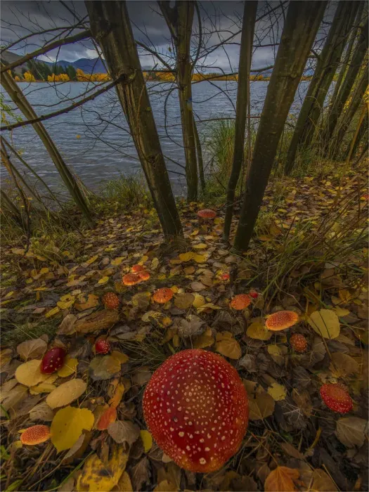 Framed Print : Fly agaric twizel