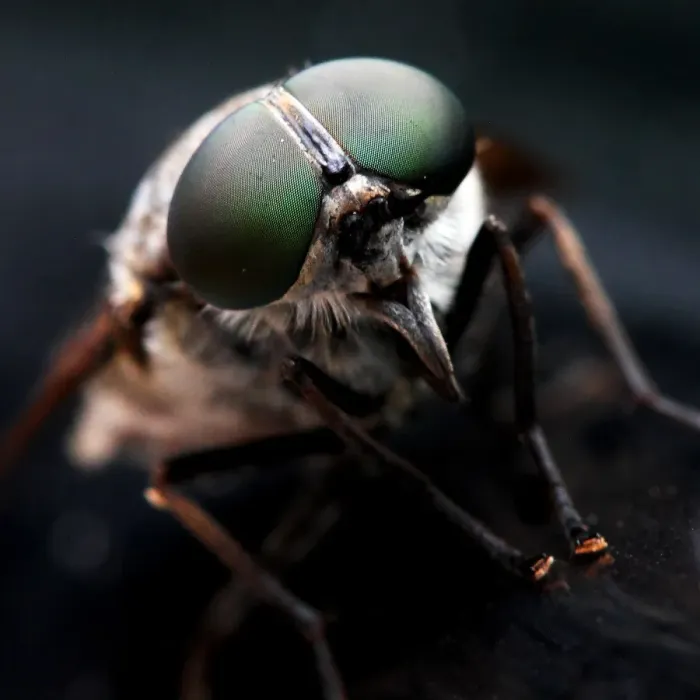 Framed Print : Fly close-up