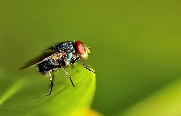 Fly Macro. Closeup of fly