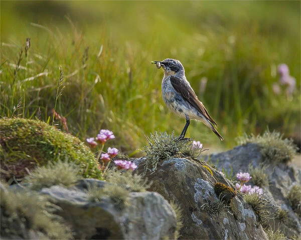Flycatcher with insect, Shetland Islands, Scotland