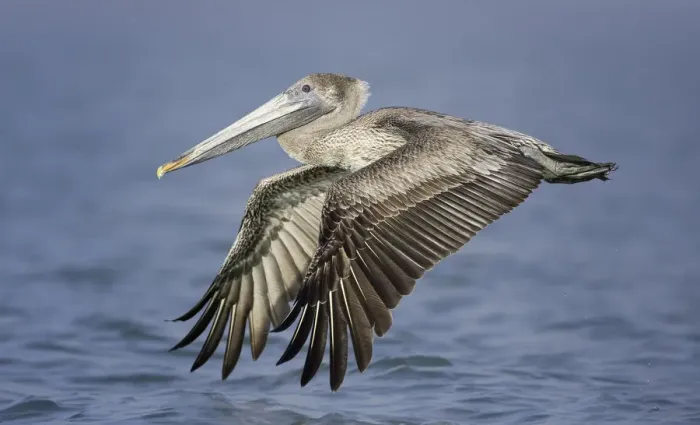 Framed Print : Flying Brown Pelican