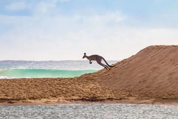 Framed Print : Flying Kangaroo going to a surf beach