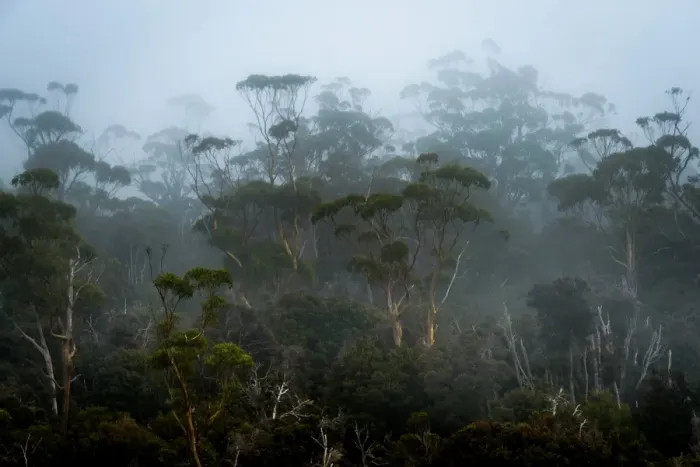 Framed Print : Fog in Eucalypt Forest in Southwest National Park, Tasmania