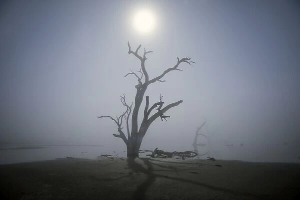 Foggy morning with dead tree in swamp
