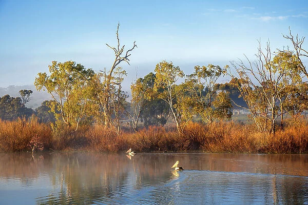 Foggy Morning with the Pelicans at River Murray, South Australia