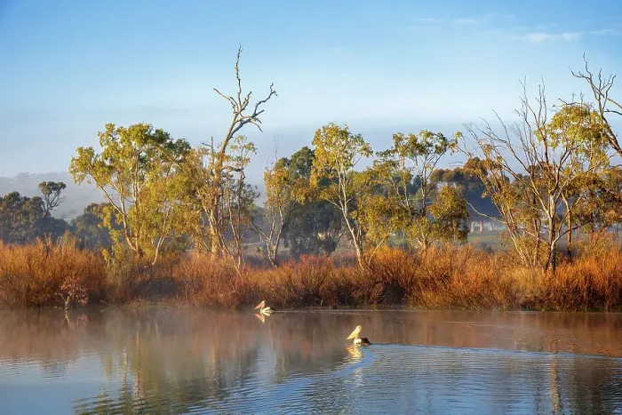 Framed Print : Foggy Morning with the Pelicans at River Murray, South Australia Framed Print : Foggy Morning with the Pelicans at River Murray, South Australia