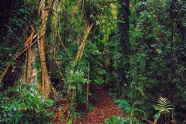 Footpath through subtropical rainforest