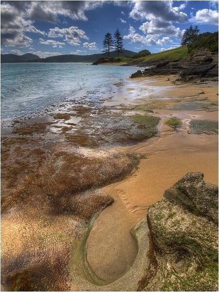 Foreshore near Capella South, Lord howe Island, New south Wales, Australia