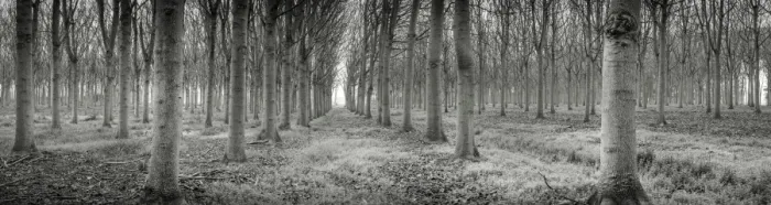 Framed Print : forest Framed Print : forest