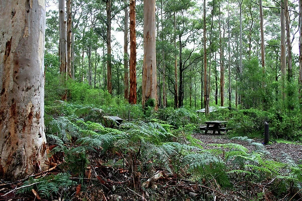 Forest Bench