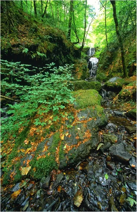 Framed Print : Forest Brook in Devon, England Framed Print : Forest Brook in Devon, England