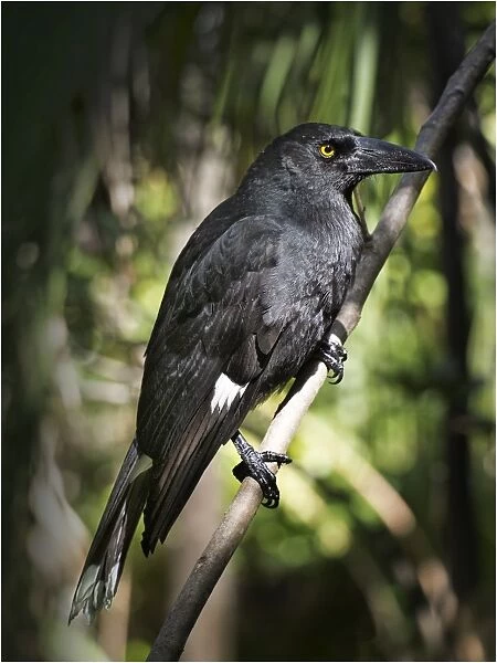 Forest Currawong, Lord Howe Island