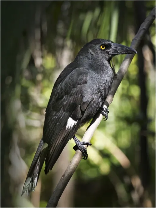 Framed Print : Forest Currawong, Lord Howe Island