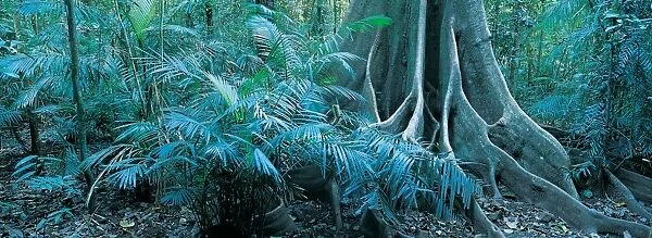 Forest, Mossman Gorge, Daintree National Park, Queensland, Australia