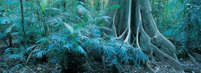 Framed Print : Forest, Mossman Gorge, Daintree National Park, Queensland, Australia Framed Print : Forest, Mossman Gorge, Daintree National Park, Queensland, Australia