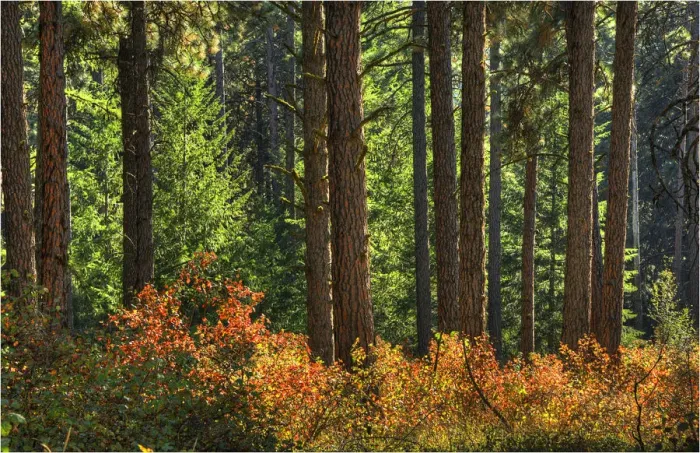 Framed Print : Forest in the Palouse region of Washington state, USA Framed Print : Forest in the Palouse region of Washington state, USA
