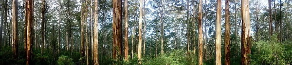 Forest Panoramic