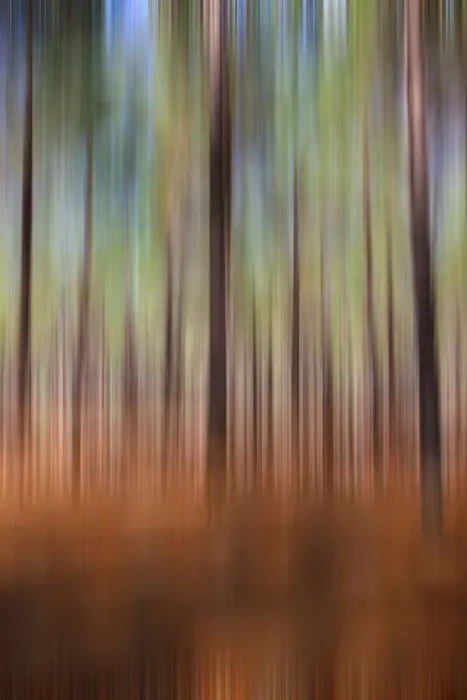 Framed Print : Forest in Perth pine trees made into a graphic textured pattern Framed Print : Forest in Perth pine trees made into a graphic textured pattern
