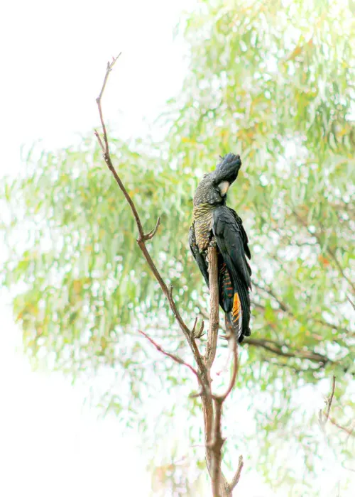 Framed Print : Forest Red-tailed Black-Cockatoo Framed Print : Forest Red-tailed Black-Cockatoo