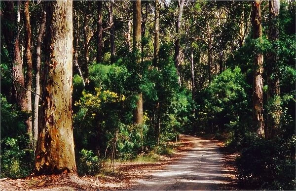Forest road near Batemans bay, New South Wales, Australia