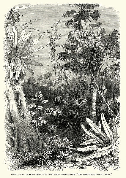 Forest scene, Illawarra Mountains, New South Wales 19th Century