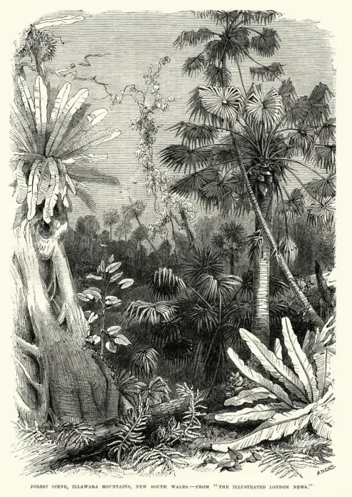 Framed Print : Forest scene, Illawarra Mountains, New South Wales 19th Century Framed Print : Forest scene, Illawarra Mountains, New South Wales 19th Century