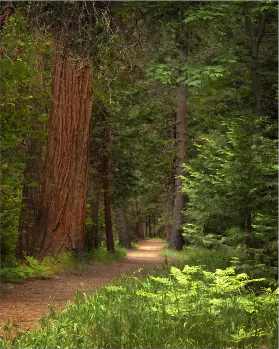 Framed Print : Forest Trail, Yosemite National Park, California