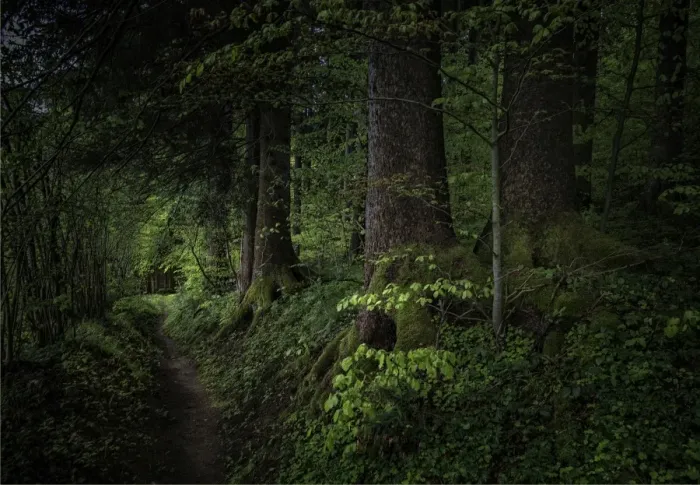 Framed Print : Forest walk in the Admont Valley in spring, central Austria