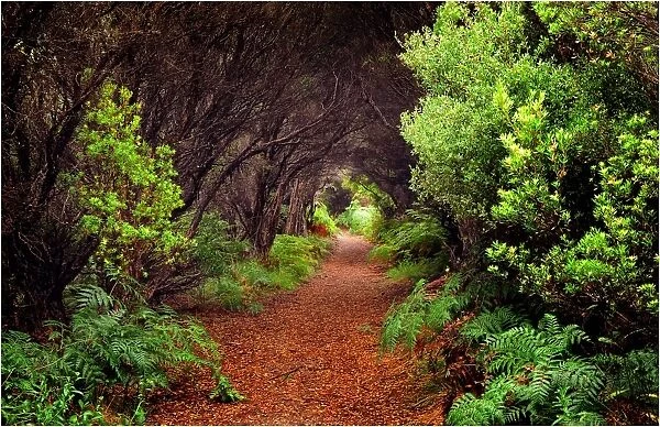Forest Walk in the Seal rocks coastal reserve, King Island, Bass Strait, Tasmania