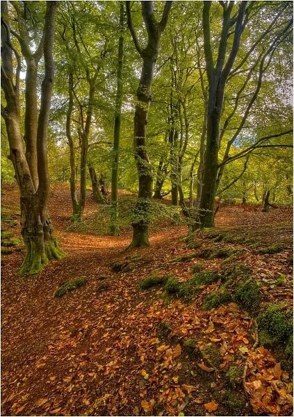 Forests of England with Autum colours