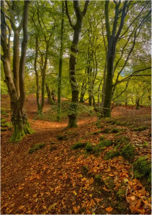 Framed Print : Forests of England with Autum colours