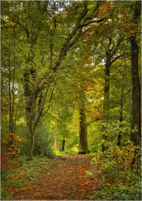 Framed Print : Forests of England with Autum colours Framed Print : Forests of England with Autum colours