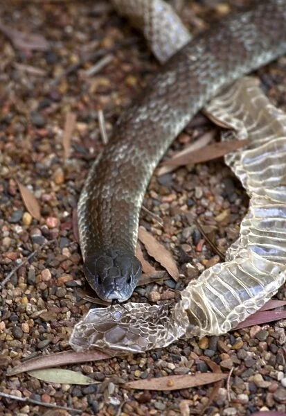 Forked Tongue Of Tiger Snake With Its Shed Skin