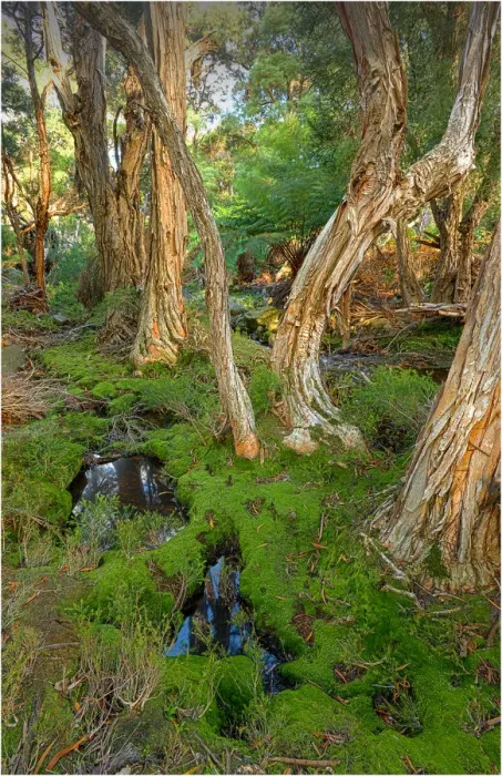 Framed Print : Fotheringate creek and rainforest, Lacota, Strzelecki range, Flinders Island Tasmania Framed Print : Fotheringate creek and rainforest, Lacota, Strzelecki range, Flinders Island Tasmania
