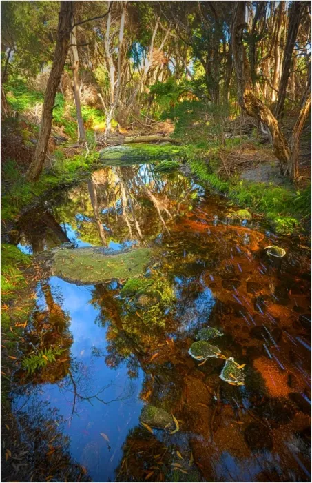 Framed Print : Fotheringate creek and rainforest, Lacota, Strzelecki range, Flinders Island Tasmania Framed Print : Fotheringate creek and rainforest, Lacota, Strzelecki range, Flinders Island Tasmania