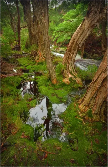Framed Print : Fotheringate creek and rainforest, Lacota, Strzelecki range, Flinders Island Tasmania