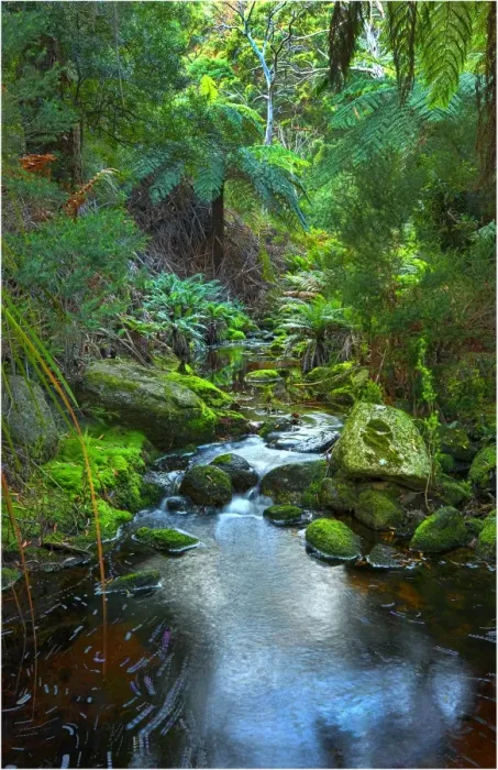 Framed Print : Fotheringate creek and rainforest, Lacota, Strzelecki range, Flinders Island Tasmania Framed Print : Fotheringate creek and rainforest, Lacota, Strzelecki range, Flinders Island Tasmania