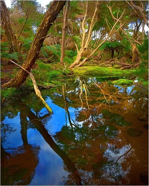 Fotheringate creek and rainforest, Lacota, Strzelecki range, Flinders Island Tasmania