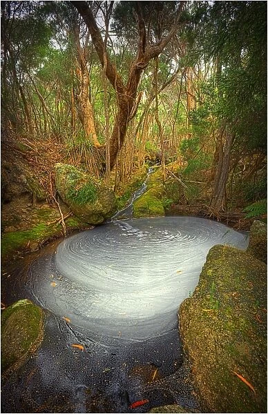 Fotheringate creek and rainforest, Lacotta, Flinders Island, Bass Strait, Tasmania, Australia