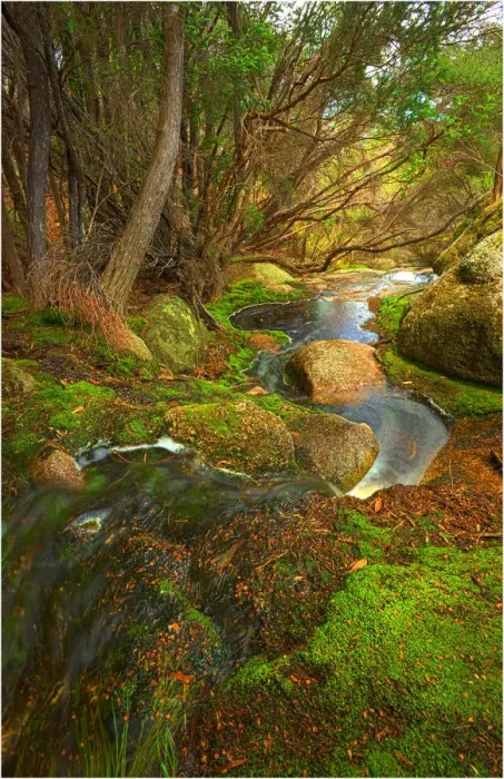 Framed Print : Fotheringate rainforest and creek in the foothills of the Strzelecki Ranges, Flinders Island, Bass Strait, Tasmania