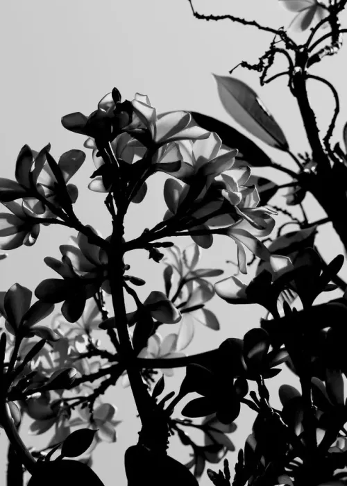 Framed Print : Frangipani, a classic flower from the tropics in black and white Framed Print : Frangipani, a classic flower from the tropics in black and white