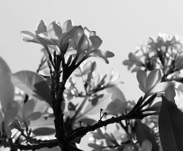 Framed Print : Frangipani viewed from below