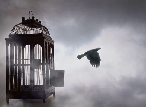 Free Bird. Bird, free, cage, fly, sky, wings, clouds, caged, unlocked