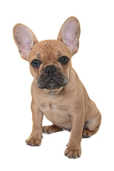 French Bulldog Puppy looking at the camera on a white backdrop