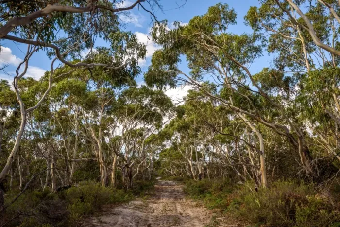 Framed Print : Frenchs Farm Inland Road at Maria Island
