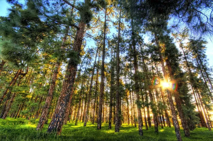 Framed Print : Fresh Morning Rise with the Pine Trees Framed Print : Fresh Morning Rise with the Pine Trees