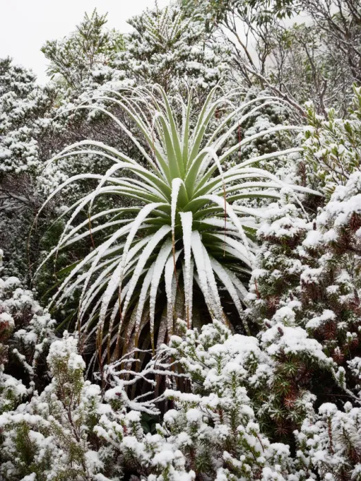 Framed Print : Fresh snow on Pandani