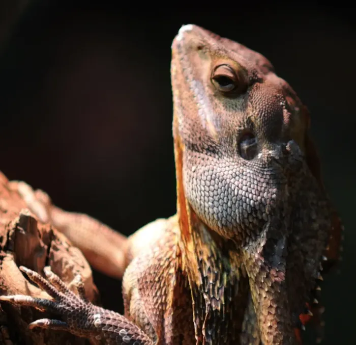 Framed Print : Frill Neck Lizard Framed Print : Frill Neck Lizard