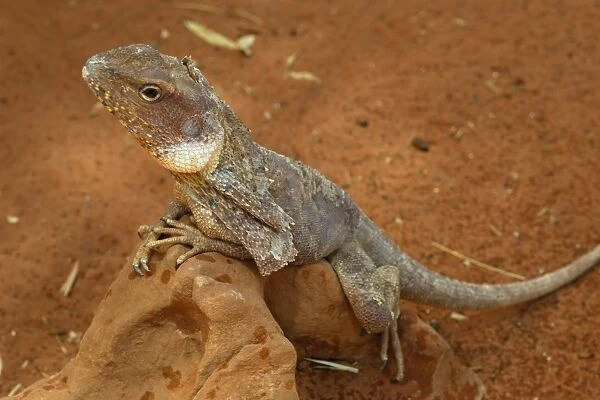 Frill-necked - Frilly Lizard or Frilled Dragon (Chlamydosaurus kingii), Alice Springs, Northern Territory, Australia